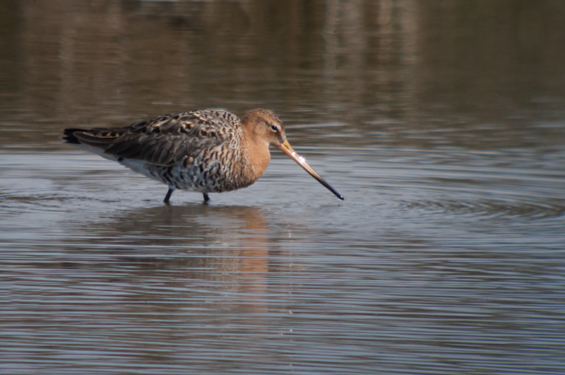 Tètol cuanegre (Limosa limosa)