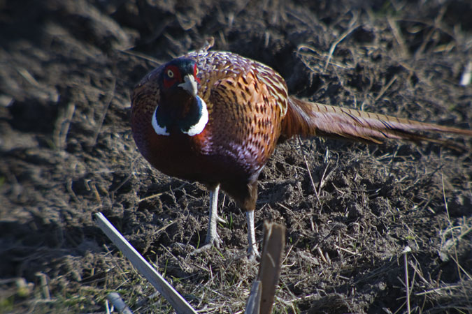 Faisà (Phasianus colchicus)