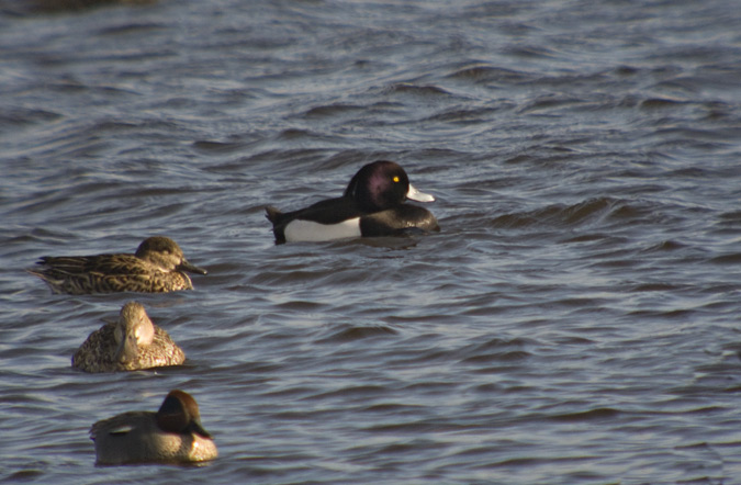 Morell de plomall (Aythya fuligula)