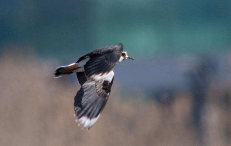 Fredeluga (Vanellus vanellus)