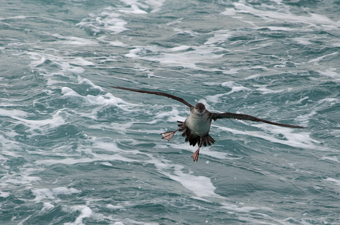 Baldriga mediterrànea (Puffinus yelkouan)