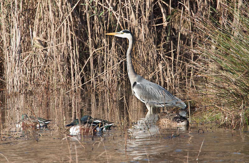 Bernat pescaire (Ardea cinerea)