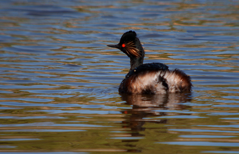 Cabussó collnegre (Podiceps nigricollis)