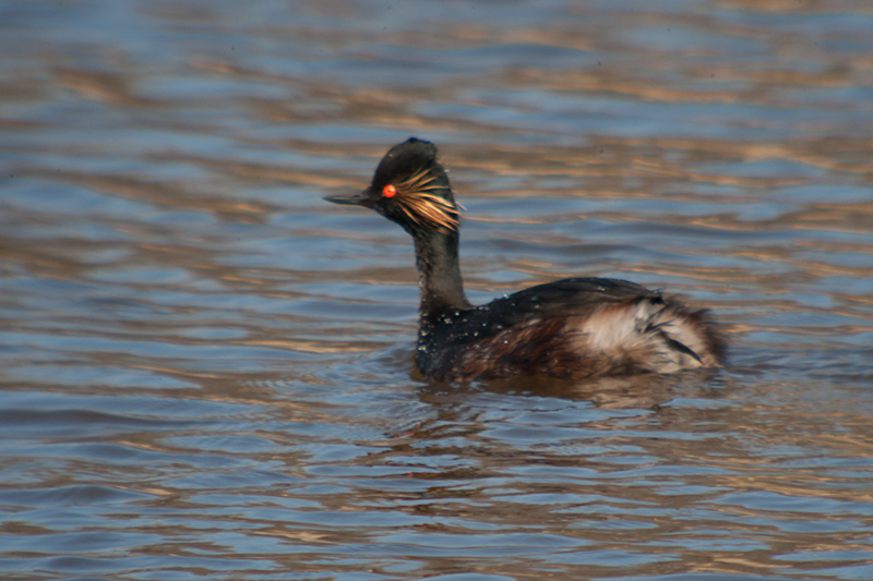 Cabussó collnegre (Podiceps nigricollis)