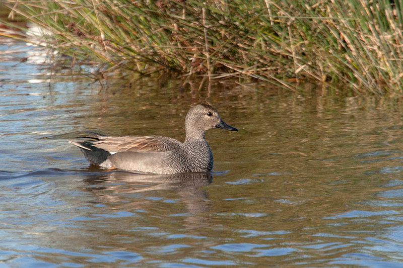 Ànec griset (Anas strepera)