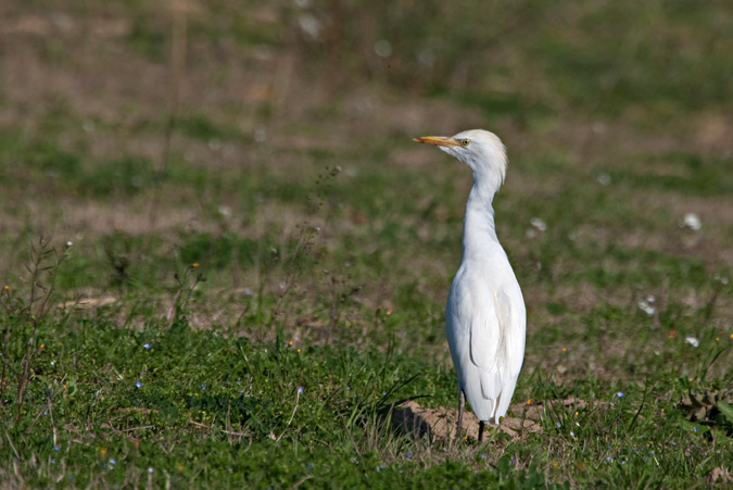 Esplugabous (Bulbucus ibis)