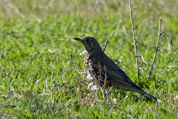 Griva. (Turdus viscivorus) 1de2