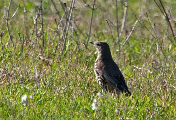 Griva. (Turdus viscivorus) 2de2