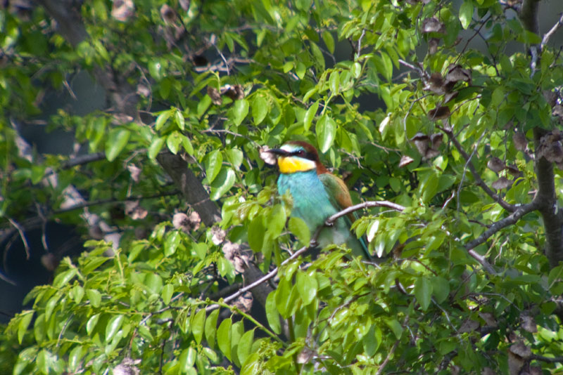 Abellerol (Merops apiaster)