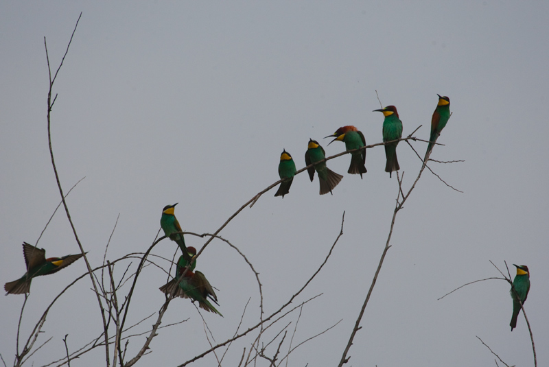 Abellerols (Merops apiaster)