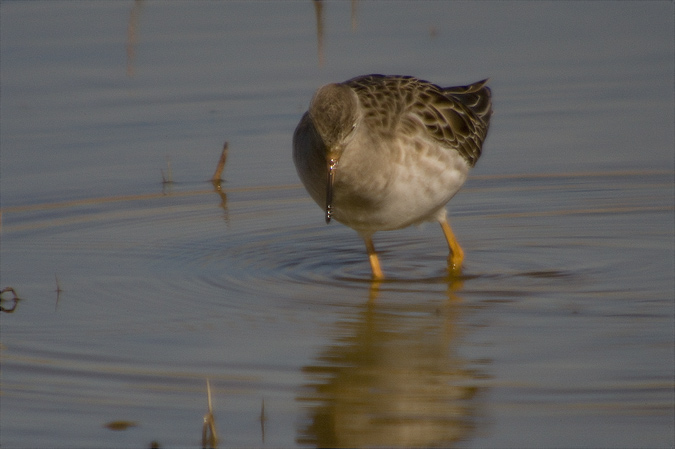 Batallaire ( Philomachus pugnax)