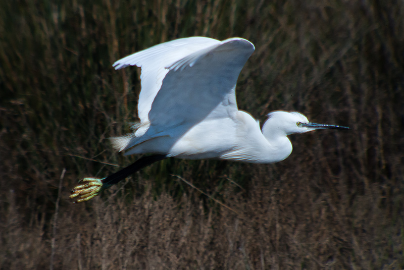 Martinet blanc (Egretta garzetta)