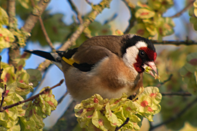 Cadernera (Carduelis carduelis)