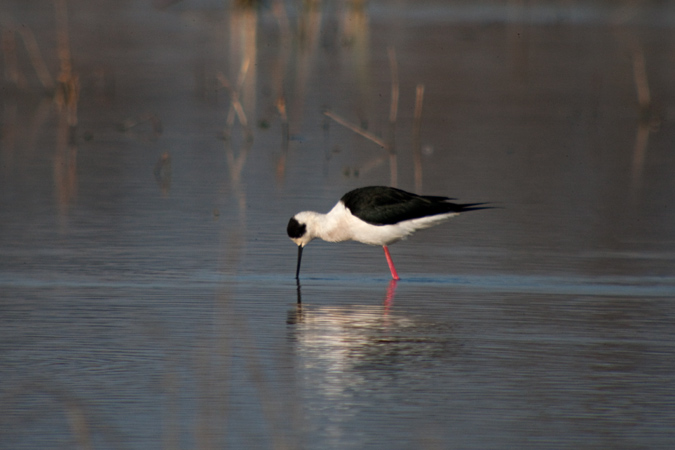 Cames llargues (Himantopus himantopus)