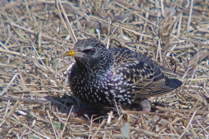 Estornell vulgar (Sturnus vulgaris)