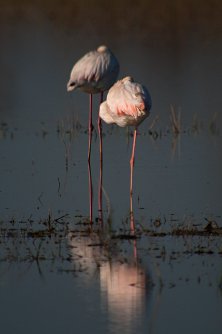 Flamenc (Phoenicopterus roseus) 2de2