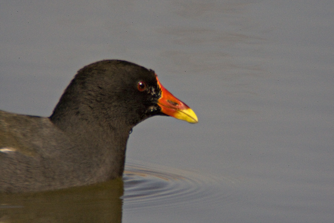 Polla d'aigua (Gallinuga chloropus)