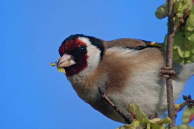 Cadernera (Carduelis carduelis)