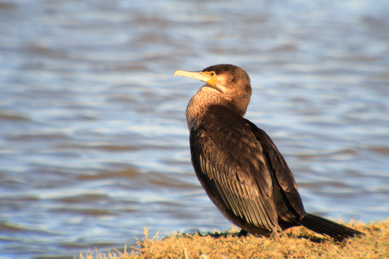 Corb Marí (phalacrocorax carbo)