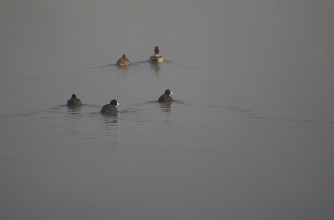 Fotja vulgar (Fulica atra)