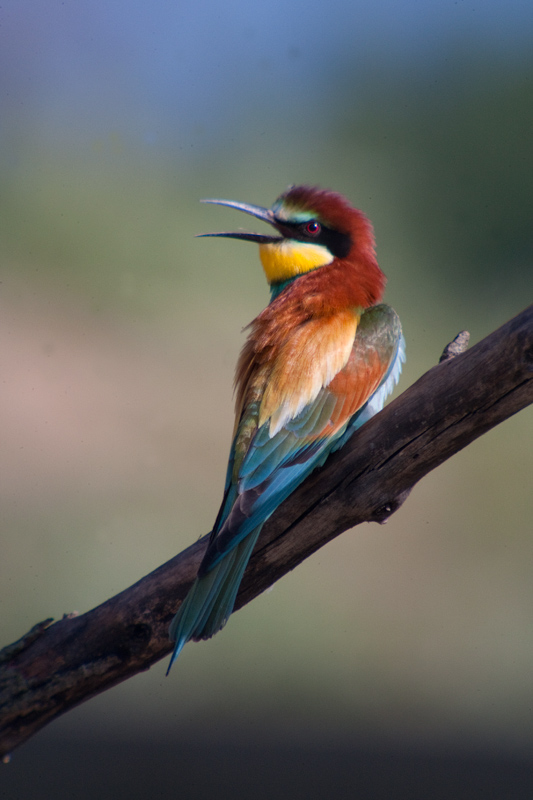 Abellerol (Merops apiaster)