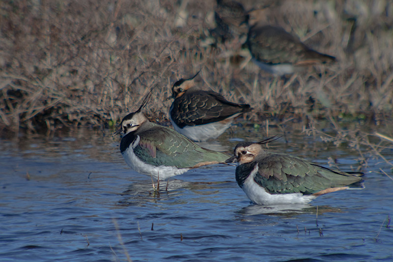 Fredeluga (Vanellus vanellus)