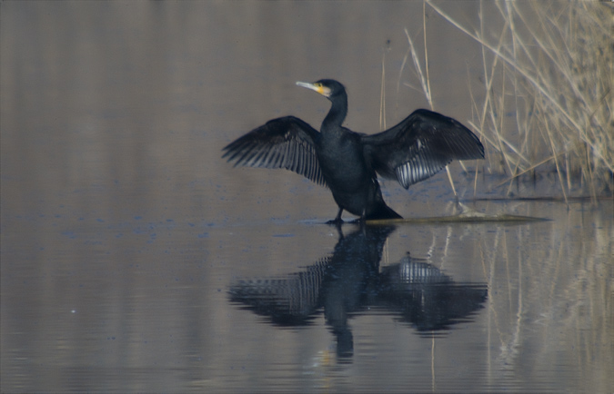 Corb marí gros ( Phalacrocorax carbo )