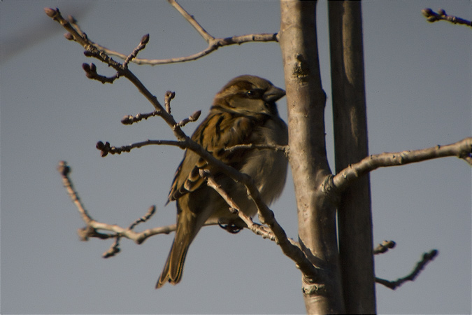 Pardal comú (Passer domesticus)