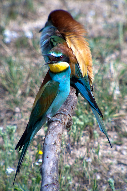 Abellerols (Merops apiaster)