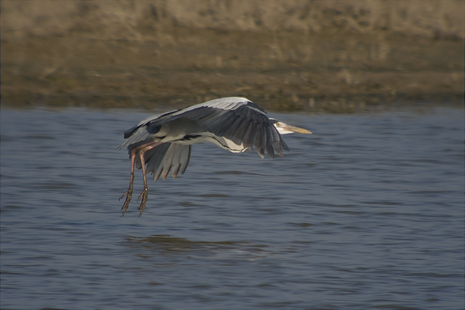 Bernat pescaire (Ardea cinerea) 1 de 2