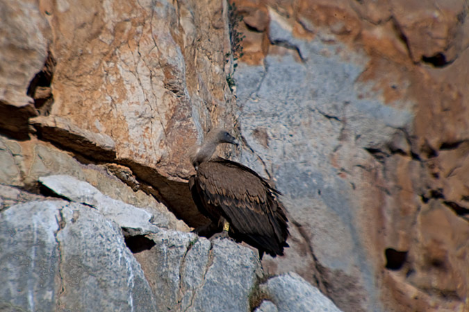 Voltor comú (Gyps fulvus) 1de4