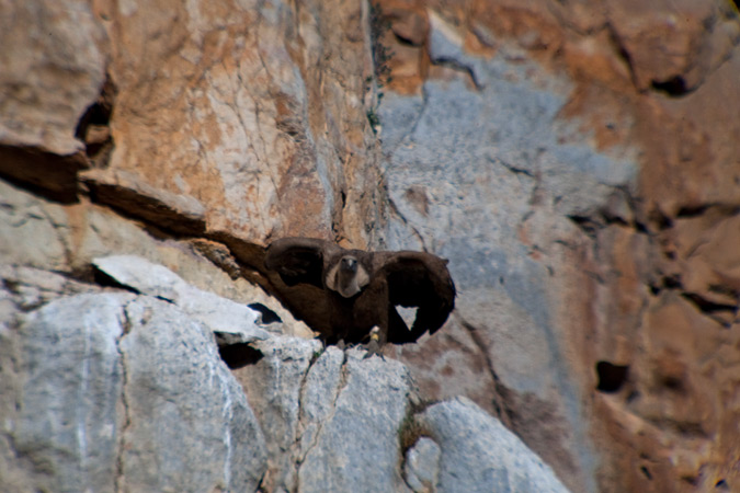 Voltor comú (Gyps fulvus) 2de4