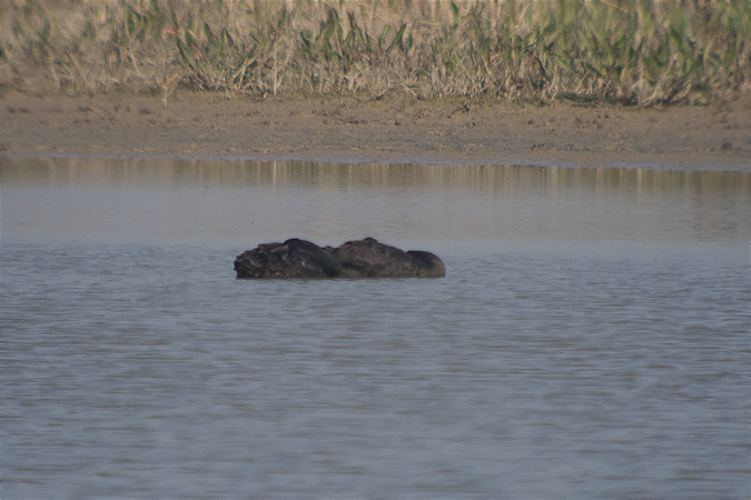 Cigne negre (Cygnus atratus) 1de4