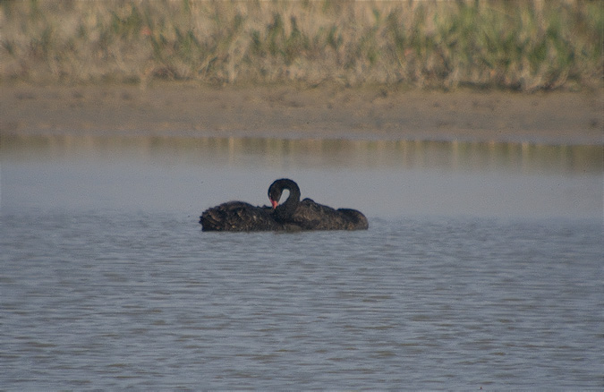 Cigne negre (Cygnus atratus) 2de4