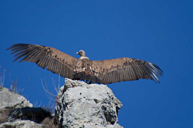 Voltor comú (Gyps fulvus) 3de3