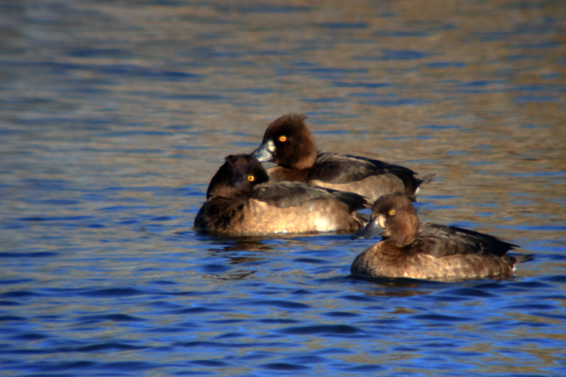 Morell de plomall (Aythya fuligula)