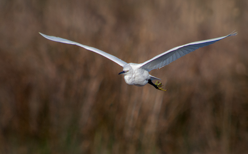 Martinet blanc (Egretta garzetta)