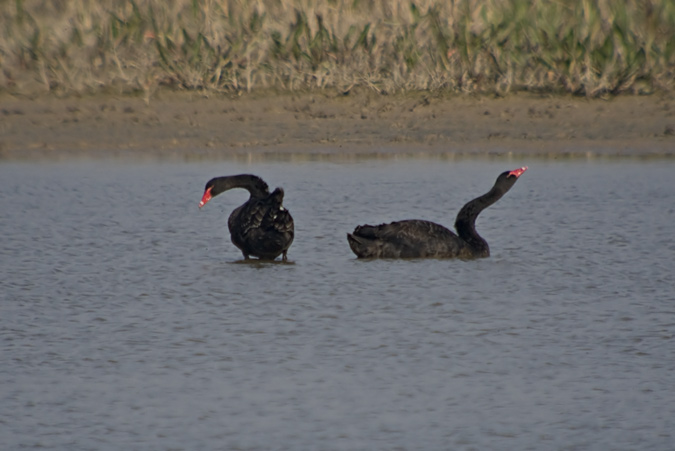 Cigne negre (Cygnus atratus) 3de4