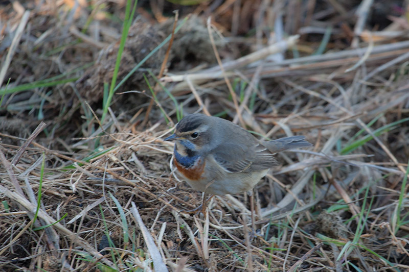 Cotxa blava(Luscinia svecica)