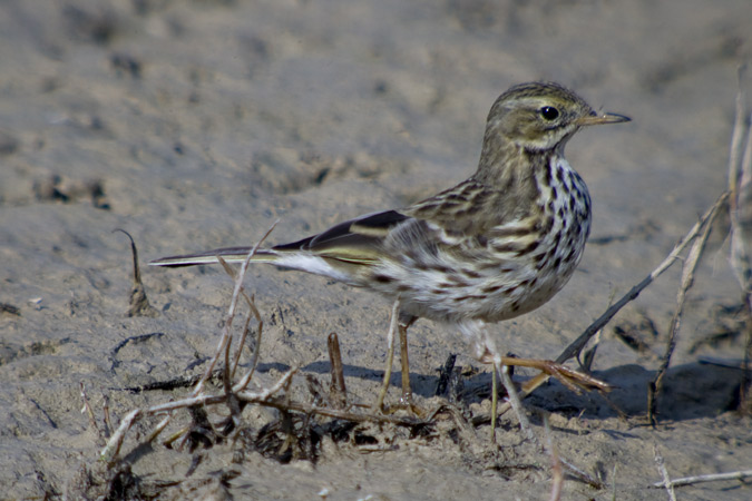 Titella (Anthus pratensis)