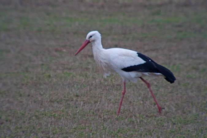 Cigonya (Ciconia ciconia)