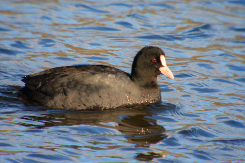 Fotja (Fulica atra)