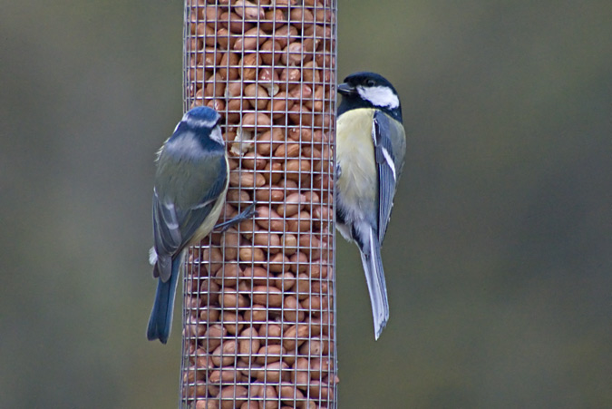 Mallerenga carbonera (Parus major)