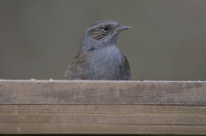 Pardal de bardissa (Prunella modularis)