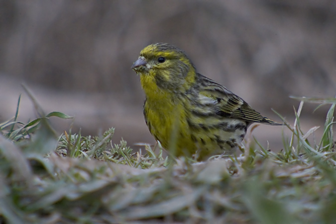 Gafarró (Serinus serinus)