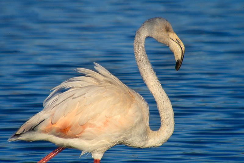 Flamenc (Phoenicopterus ruber)