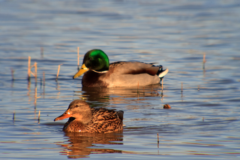 Ànec collverd (Anas platyrhynchos)