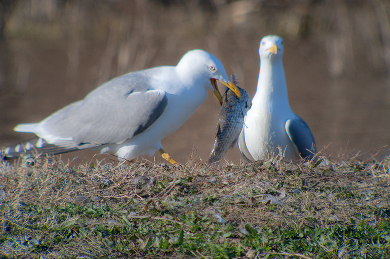 Gavià argentat (Larus michahellis)