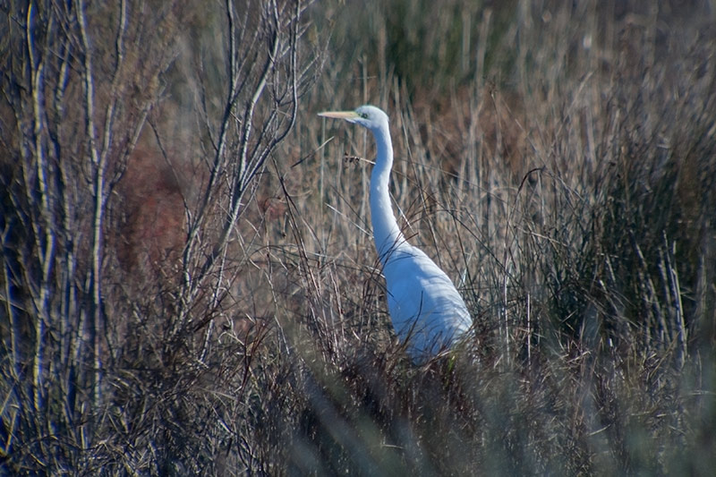 Agró blanc (Ardea alba)