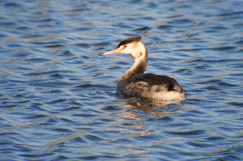 Cabussó emplomallat (Podiceps cristatus)